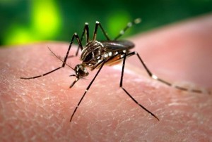 mosquito_da_Zika